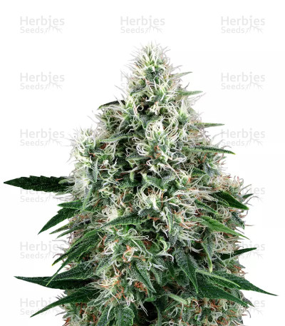 Fire OG Kush