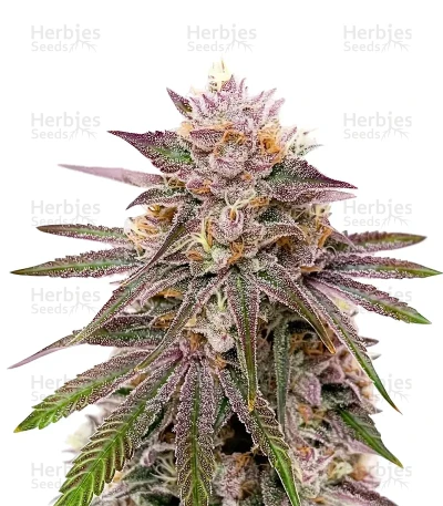 Master Yoda — Growers Choice