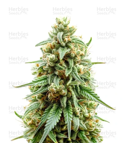 Strawberry Cough Auto