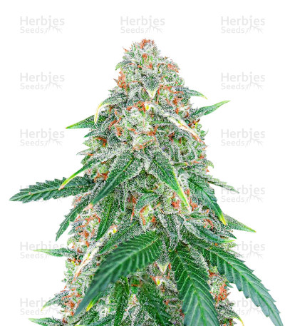 Sweet Zenzation XL Auto — Sweet Seeds