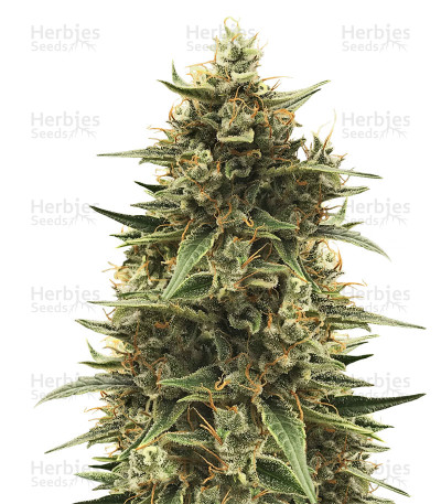 Silver Lime Haze CBD