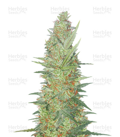 Cherry Bomb Auto — Bomb Seeds