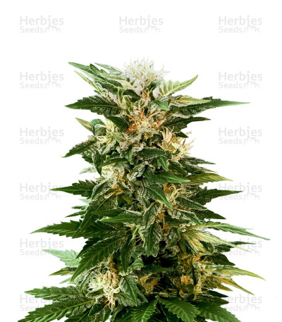 Kaya 47 — Advanced Seeds