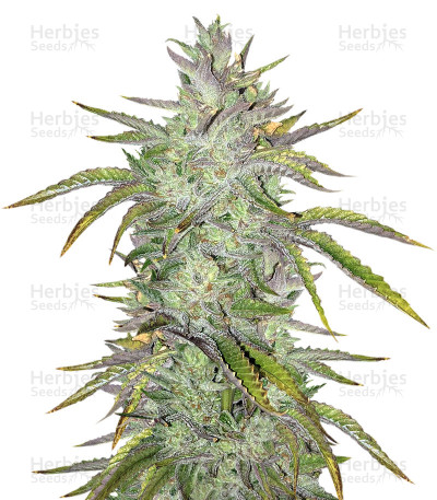 Rockbud — Soma Seeds