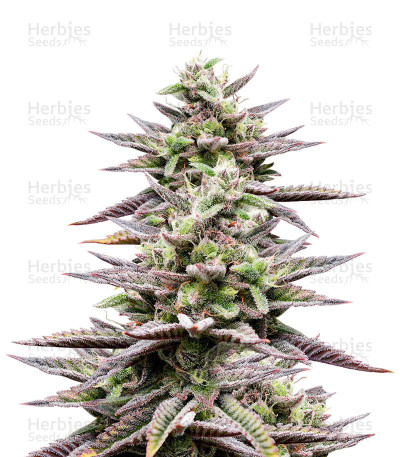 Rocklock — DNA Genetics