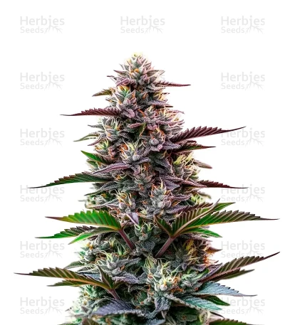 Jokerz — World Wide Cultivars
