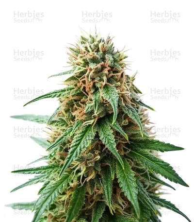 Shamanic Haze