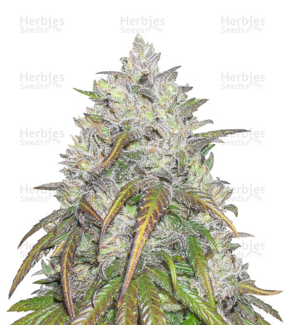 Dance World CBD — Royal Queen Seeds