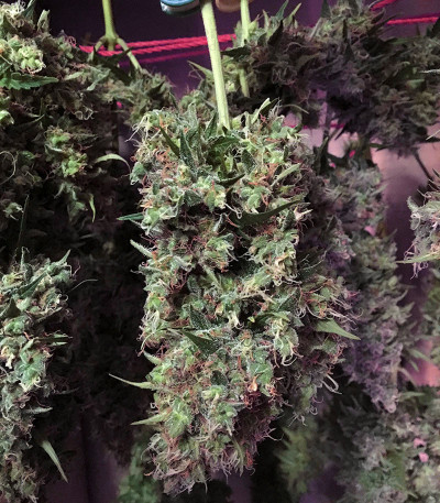 AK-47 Auto Seeds by 34 Street Seed Co. - GrowDiaries