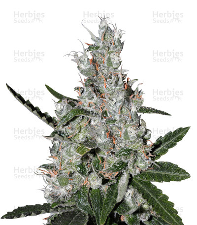 Super Lemon Haze x Banana Punch — Green House Seeds