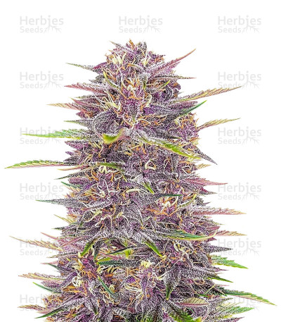 Banana Purple Punch Auto — Fast Buds
