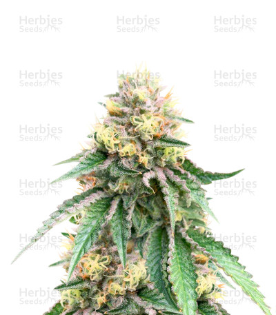 Birthday Cake — Herbies Seeds
