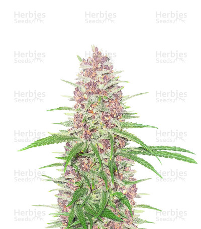 Auto CBD Haze — Herbies Seeds