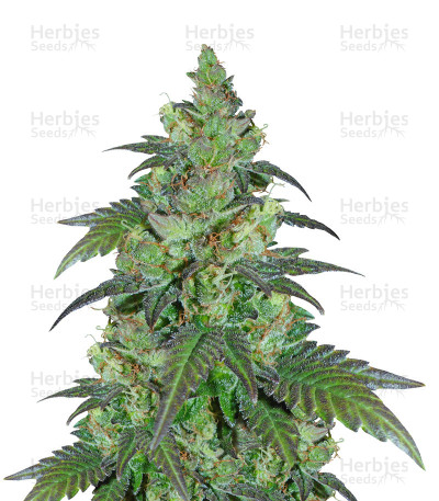 Chiesel — Big Buddha Seeds