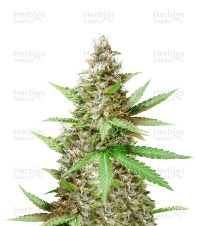 Critical Sour