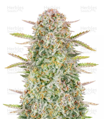 Bruce Banner Auto — Fast Buds