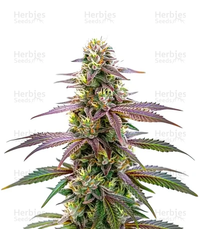 Extraction Spritzer — World Wide Cultivars