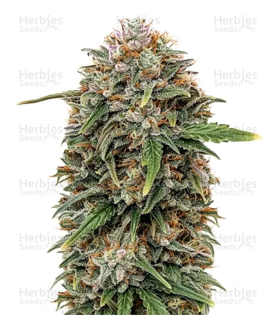 SkullRyder Auto — Blackskull Seeds