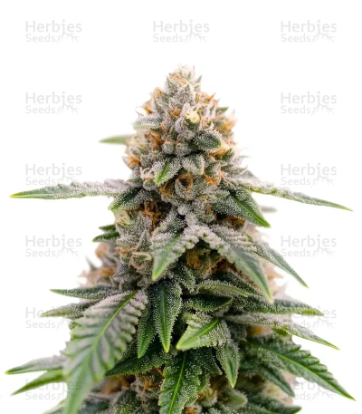 Super Sour Diesel — Growers Choice