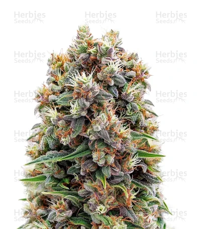 The Church — Green House Seeds