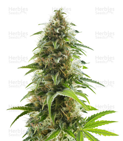 Alien Technology — Big Head Seeds