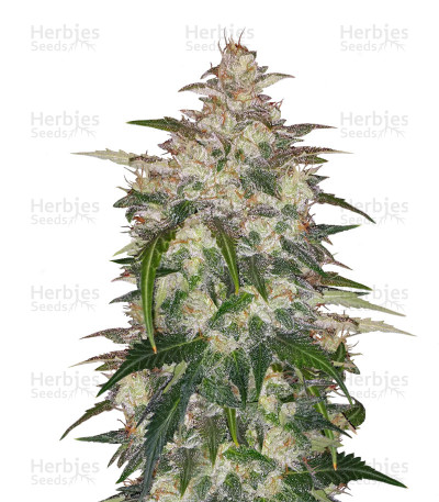 Anubis Auto