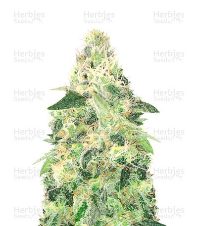 Gelato Fast Version — Herbies Seeds