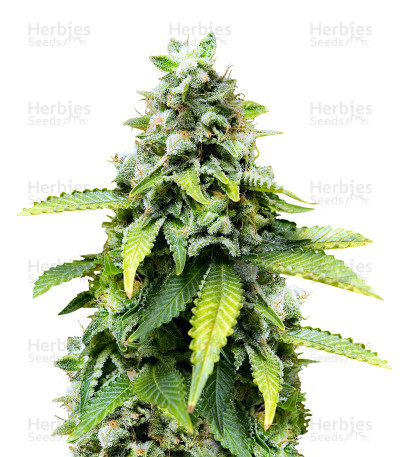Haze Mist — Advanced Seeds
