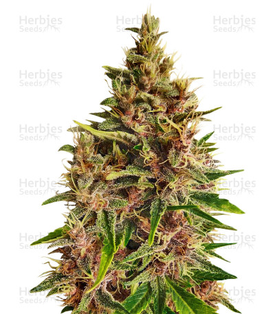 Malawi x PCK — Ace Seeds