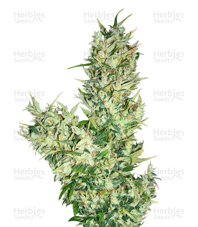 Medicine man — Mr. Nice Seedbank