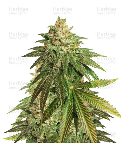 OG Kush CBD — Dinafem Seeds
