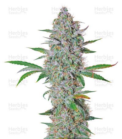 OG Kush Express