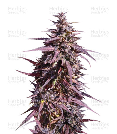 Thai Chi — Ace Seeds