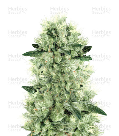 White Haze Regular — White Label Seed Company