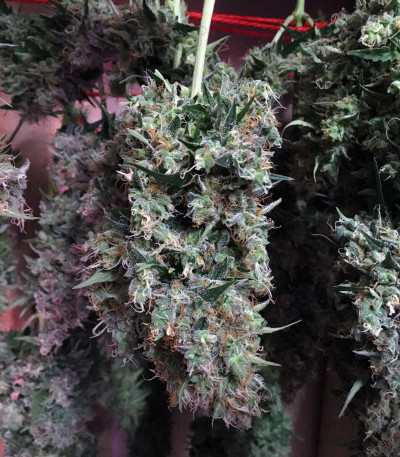 AK420 Autoflower feminized seeds for sale: information and reviews ...