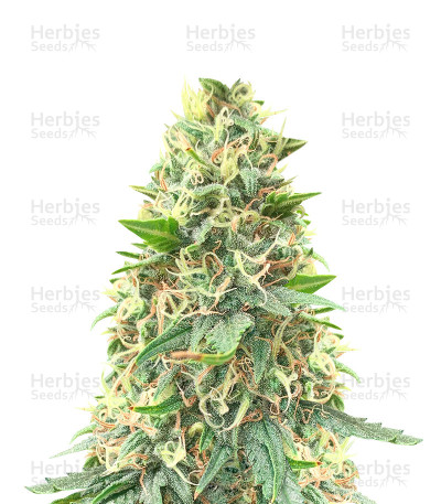 Big Bud Fast Version — Herbies Seeds