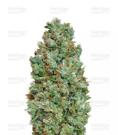 Auto Blueberry — 00 Seeds