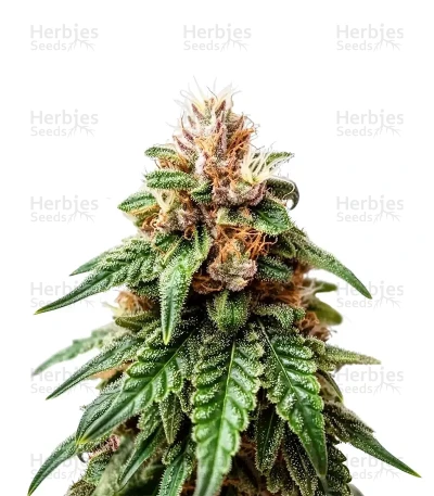 California Orange Cheese
