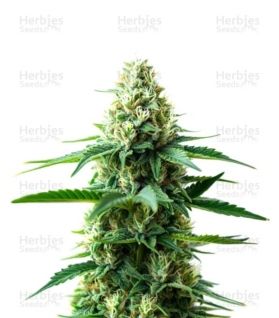 Extraction RS54 — World Wide Cultivars
