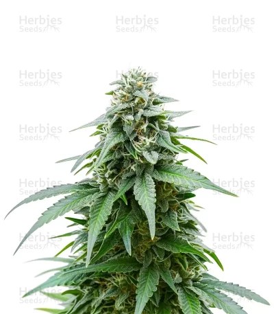 Gelato seeds — Barney's Farm