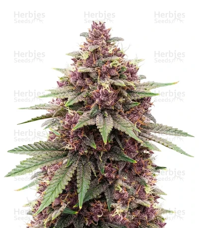 Granddaddy Purple