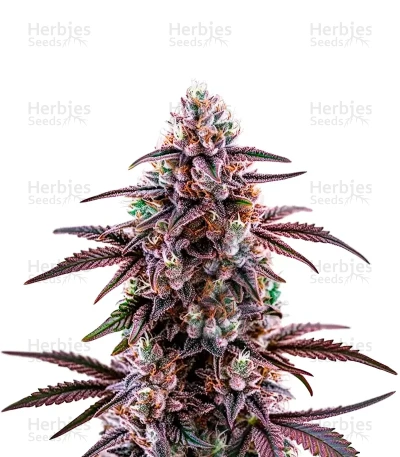 Motor Breath — World Wide Cultivars