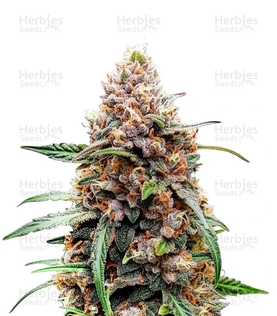 White Tahoe Cookies — Growers Choice