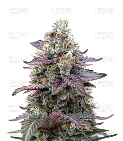Ztrawberry — Green House Seeds