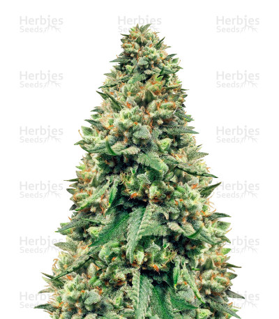 Buford OG — Rare Dankness Seeds