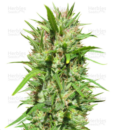 Malawi — Ace Seeds