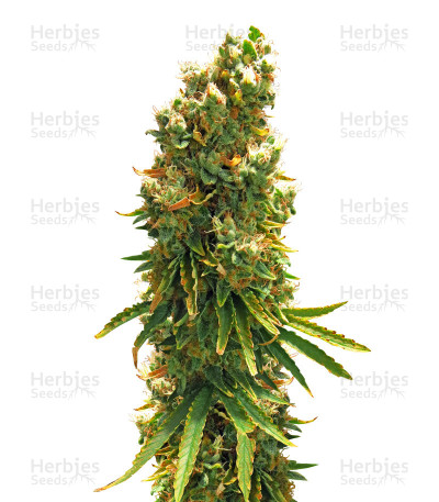 Silver Bubble — Reserva Privada