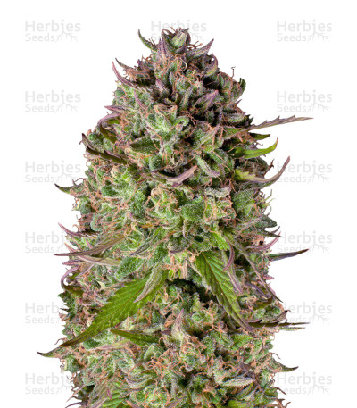 Super Silver Haze