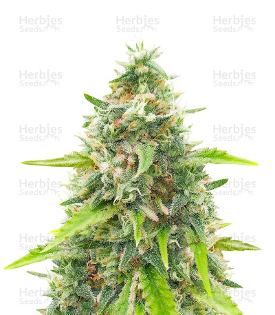 Green Crack Fast Version — Herbies Seeds
