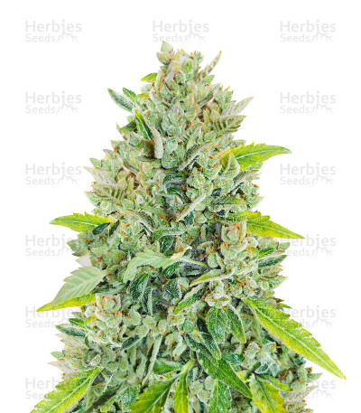 Original Auto Russian — Fast Buds